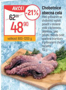 Chobotnice obecná