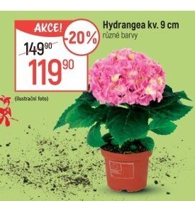 Hortenzie - Hydrangea