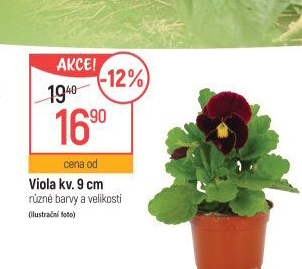 Maceška - Viola