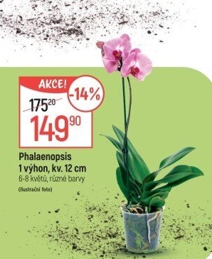 Orchidej