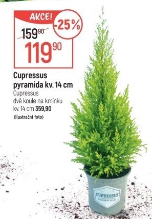 Cupressus - Cypřiš