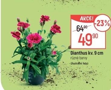Dianthus - Hvozdík
