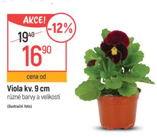 Maceška - Viola