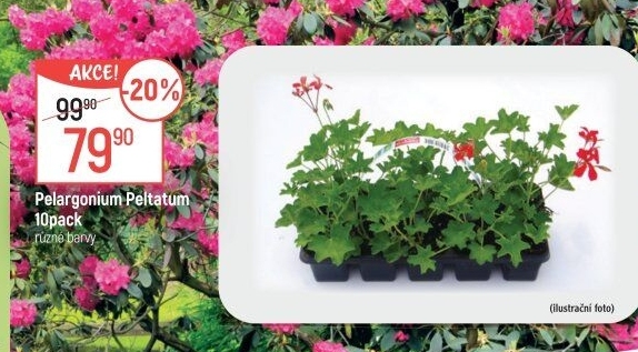Muškáty / Pelargonie