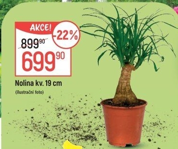 Nolina