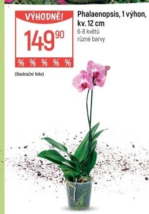 Orchidej