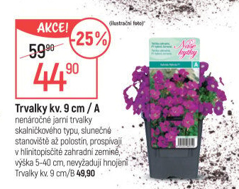 Trvalky