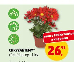 Chrysanthemum - Chryzantéma