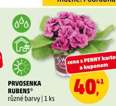Primule - Petrklíč - Prvosenka