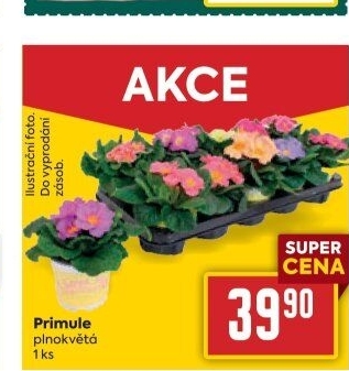 Primule - Petrklíč - Prvosenka