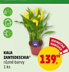 Kala - Calla