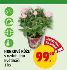 Růže