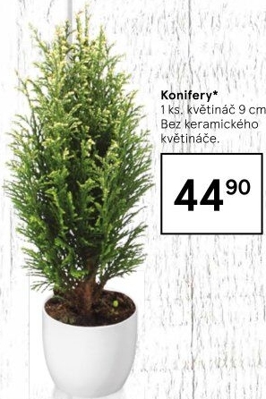 Konifery