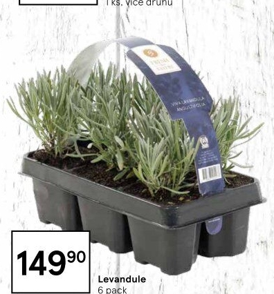 Levandule