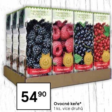 Sazenice ovocných keříků