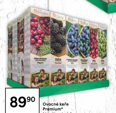 Sazenice ovocných keříků