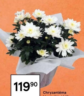 Chrysanthemum - Chryzantéma