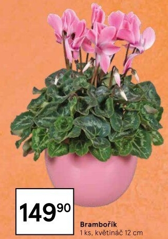 Cyclamen - Brambořík