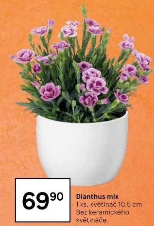 Dianthus - Hvozdík
