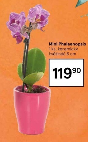 Orchidej