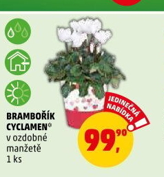 Cyclamen - Brambořík