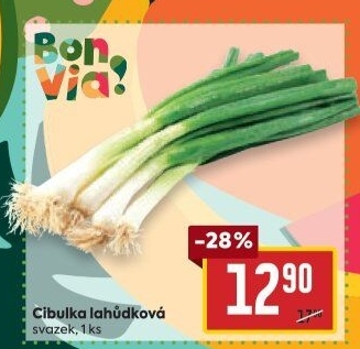Jarní cibule svazek Billa Bonvia