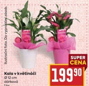 Kala - Calla