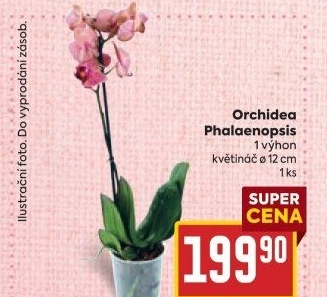 Orchidej