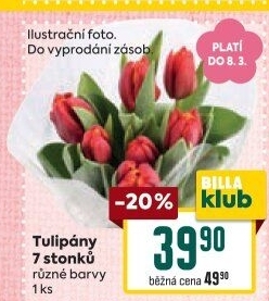Řezané tulipány