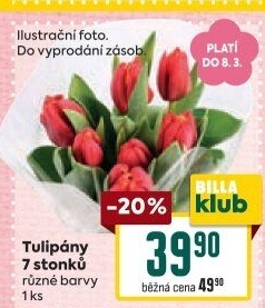 Řezané tulipány