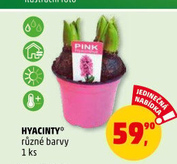 Hyacint