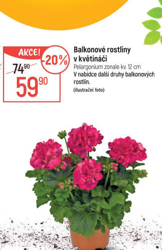 Balkonové rostliny