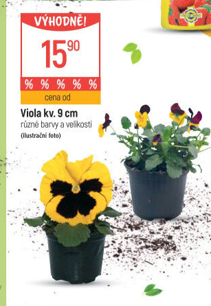 Maceška - Viola