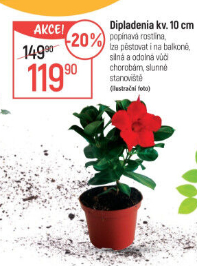 Mandevilla sundaville (Dipladenia) – Mandevila