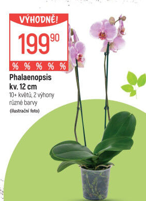 Orchidej