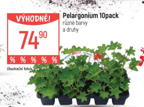 Muškáty / Pelargonie