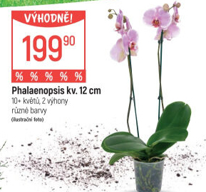 Orchidej