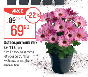 Tvrdosemeník - Kapská kopretina - Osteospermum
