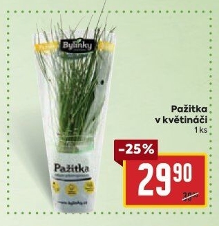 Bylinky v květináči