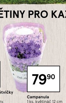 Campanula - Zvonek