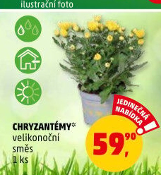 Chrysanthemum - Chryzantéma