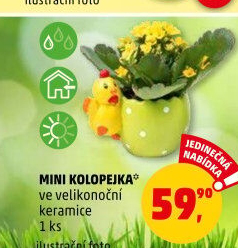 Kalanchoe - Kolopejka
