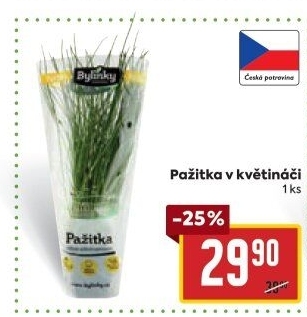 Bylinky v květináči