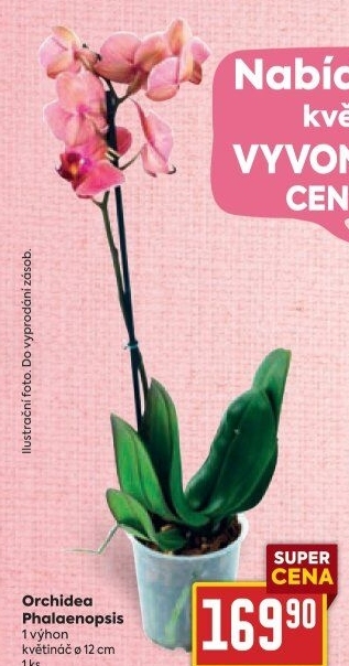 Orchidej