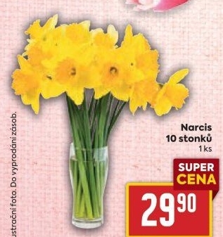 Řezané narcisky