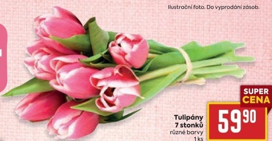 Řezané tulipány