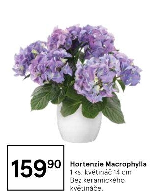 Hortenzie - Hydrangea