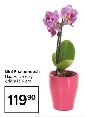 Orchidej