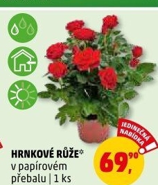 Růže