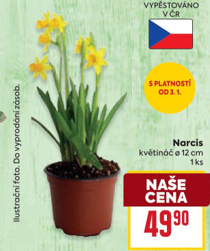 Narcisky